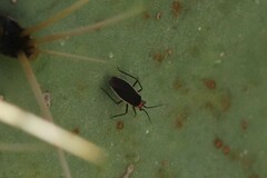 Hesperolabops gelastops