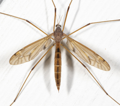 Tipula ultima