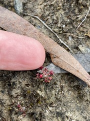 Drosera pygmaea