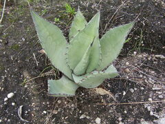Agave asperrima