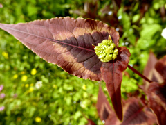 Persicaria microcephala