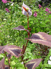 Persicaria microcephala