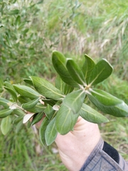 Olearia traversiorum