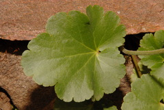 Heuchera parvifolia