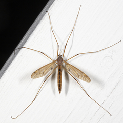 Tipula ultima
