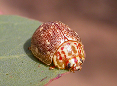 Paropsis geographica