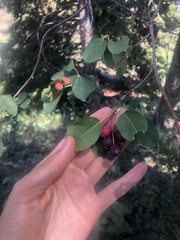 Amelanchier cusickii