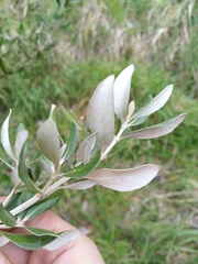 Olearia traversiorum