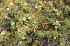 Acacia huegelii
