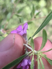 Prostanthera discolor