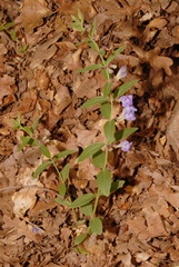 Scutellaria brittonii