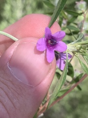 Prostanthera discolor
