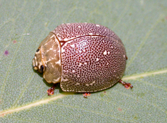 Paropsis aegrota