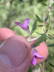 Prostanthera discolor