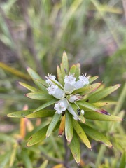Cyathodes glauca