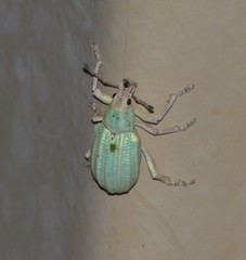 Compsus auricephalus