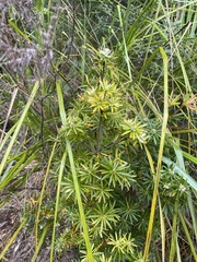 Cyathodes glauca