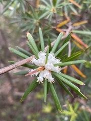 Cyathodes glauca