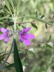 Prostanthera discolor