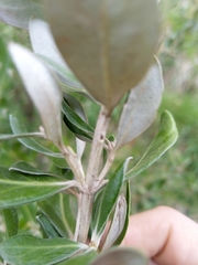 Olearia traversiorum