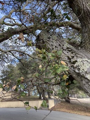 Quercus agrifolia