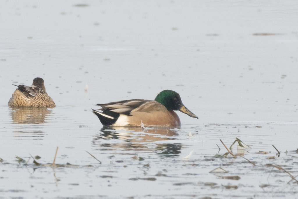Mallard × Northern Shoveler