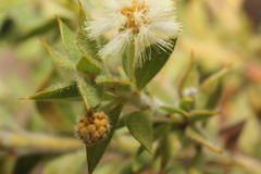 Acacia huegelii