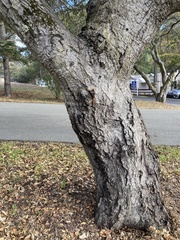 Quercus agrifolia