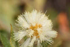 Acacia huegelii