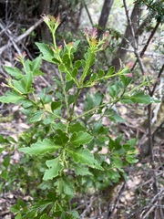 Phyllocladus aspleniifolius