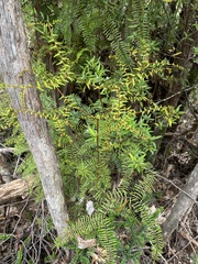Gleichenia