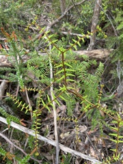 Gleichenia