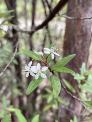 Nematolepis squamea squamea