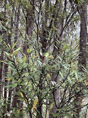 Nematolepis squamea squamea