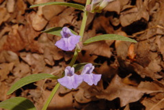 Scutellaria brittonii
