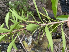 Cenarrhenes nitida