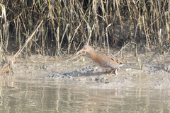 Rallus obsoletus