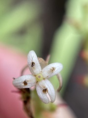 Cenarrhenes nitida