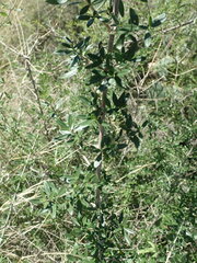 Aloysia