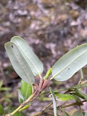 Eucryphia lucida