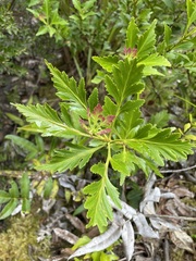 Phyllocladus aspleniifolius