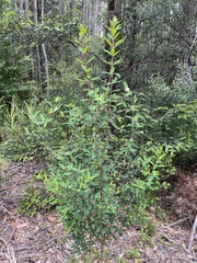 Pimelea drupacea