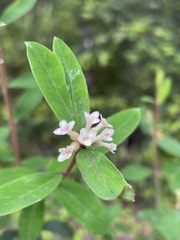 Pimelea drupacea