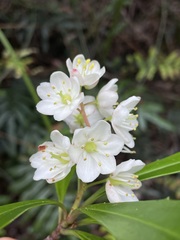 Anopterus glandulosus