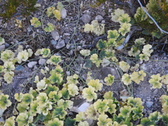 Apodanthera undulata