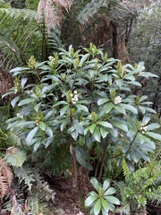 Anopterus glandulosus