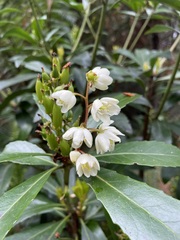 Anopterus glandulosus