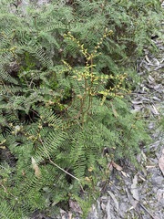 Gleichenia
