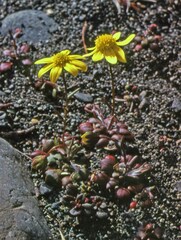 Crocidium multicaule