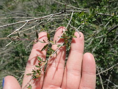 Aloysia
